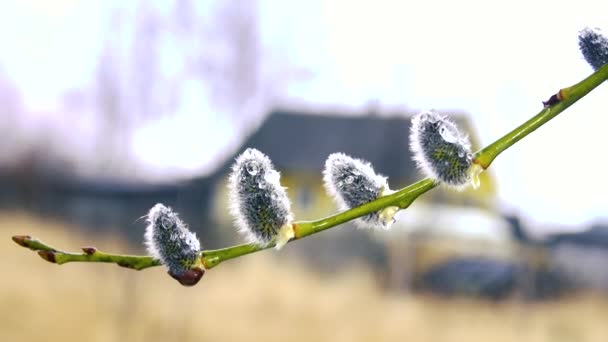 Dew on willow catkins against rustic wooden hous — Stock Video