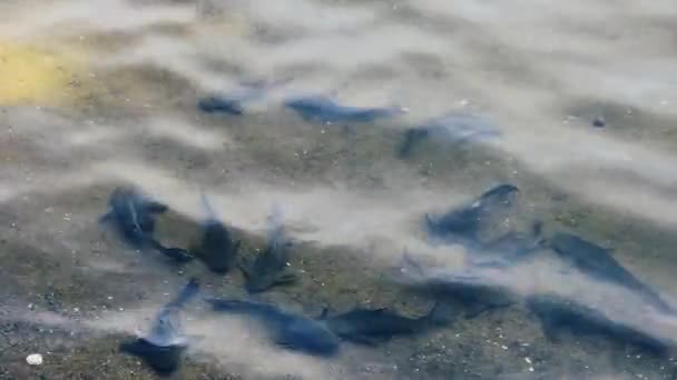 Welse im flachen Wasser in klarem Wasser — Stockvideo