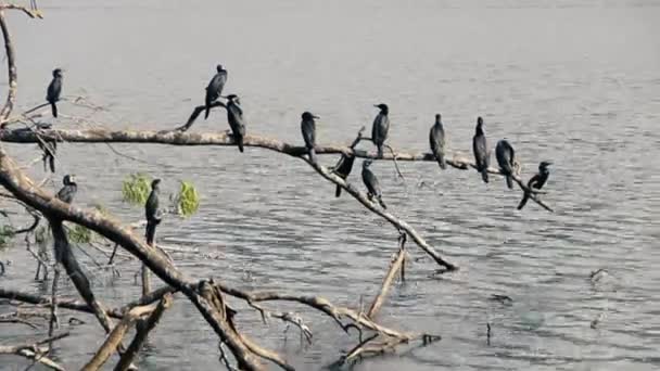 Flock of cormorants sits on fallen tree in water — Stock Video