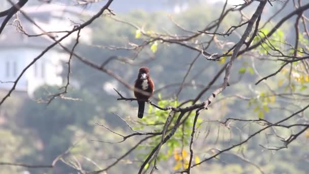 Smyrna Kingfisher. Sri Lanka — Stockvideo