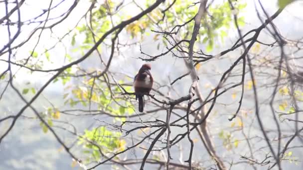 Smyrna Kingfisher. Sri Lanka — Vídeo de Stock