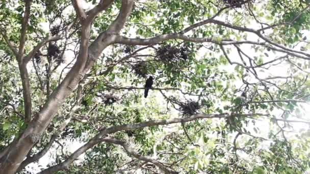 Un cuervo entre los nidos de las garzas — Vídeo de stock