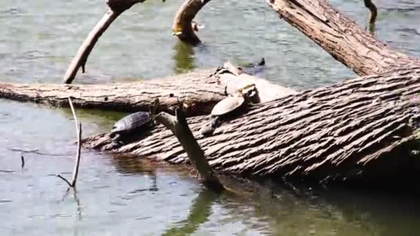 Skript želvy trachemys na kmeni stromu. — Stock video