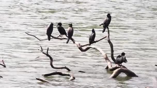 Flock of cormorants sits on fallen tree in water — Stock Video
