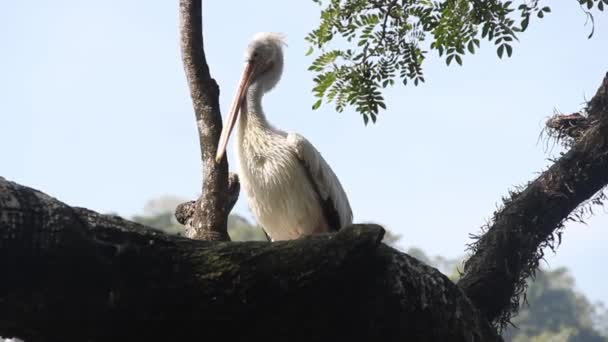 Dalmatian pelican (Pelecanus crispus) preening — Stock Video