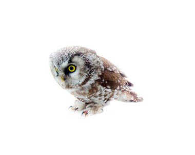 Beyaz arka planda Tengmalm baykuşu (Aegolius funereus). Yumuşak tüylü büyük başlı baykuş (sessiz uçuş). Yan görünüm