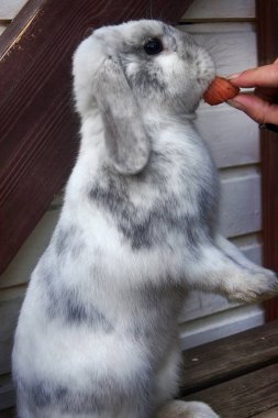 Feed animals, all creatures great and small. Girl feeding rabbit carrot. Lop-eared rabbit clean and soft clipart