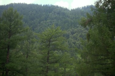 Altai dağlarının karışık ormanlarıyla kaplı. Kuzey-Doğu Asya