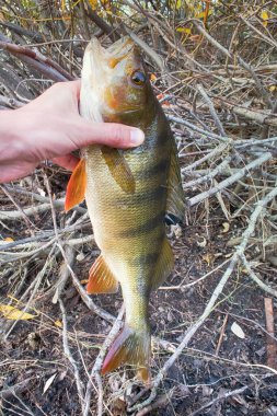 Nehirde büyük, kalın bir levrek avı. Balıkçının elinde balık tut.