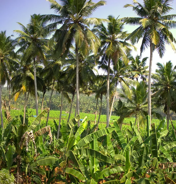 Aziatisch Tropisch Landbouwgebied Van Tuinen Van Jungle Plaats Van Jungle — Stockfoto
