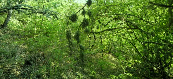 Oakmoss Evernia Prunastri Hustě Pokrývá Větve Stromů — Stock fotografie