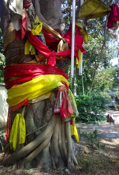 Índia Sagrado Bodhi Pipal Árvore Ficus Religiosa Amarrado Com Tecidos — Fotografia de Stock