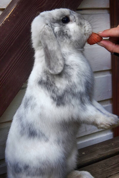 Feed animals, all creatures great and small. Girl feeding rabbit carrot. Lop-eared rabbit clean and soft