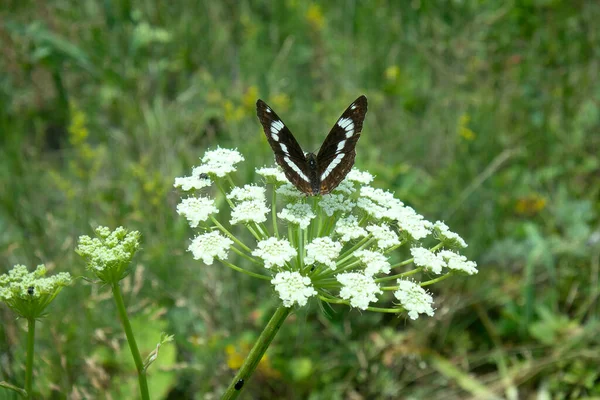 Biały Admirał Czerwono Plamisty Fioletowy Limenitis Camilla Samica Parasolu Hogweed — Zdjęcie stockowe