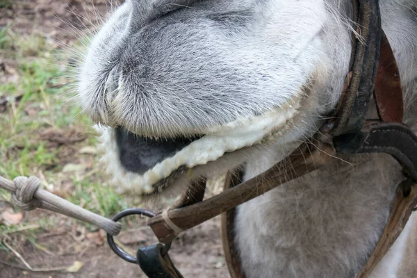 funny mouth of a camel close-up. one animal very comical