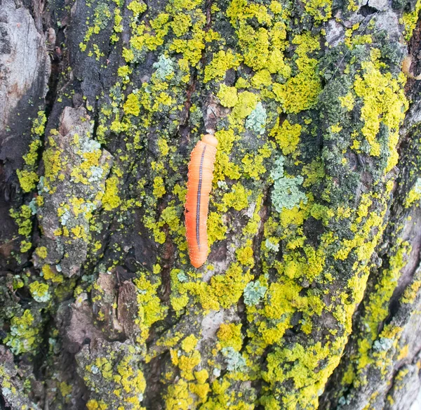 鱗茎で覆われた石の上に ポプラのソフライ Cimbex Luteus のキャッチーなオレンジ色の冬虫夏草 偽幼虫 アルタイ山脈 — ストック写真