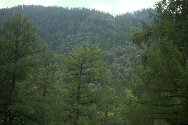 Altai dağlarının karışık ormanlarıyla kaplı. Kuzey-Doğu Asya