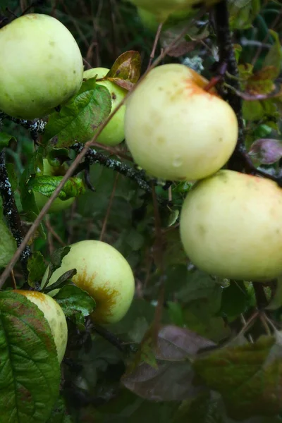 Abandonado Hace Cinco Seis Años Huerto Manzanas Manzanas Ecológicas Más — Foto de Stock