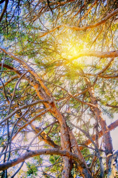 Intertwining Trunks Branches Pine Illuminated Sun Sunset — Stock Photo, Image