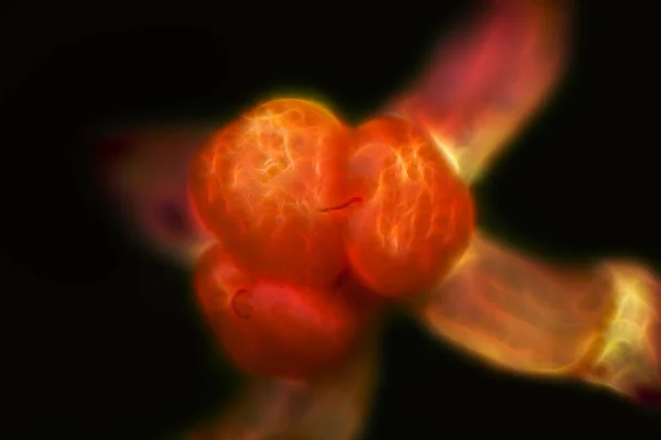 Adams Apfel Abstrakter Hintergrundcomputer Erzeugt Proteinmolekül — Stockfoto