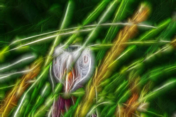 Абстрактний Фрактальний Світлий Фон Обличчя Птаха Стіною Трави Дивний Портрет — стокове фото