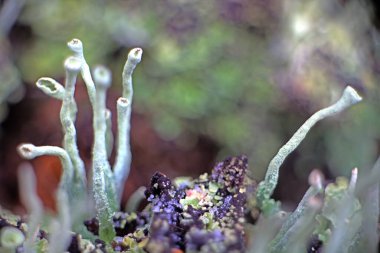 Çimenlerin arasında büyüyen cam şeklindeki Lichenlar. makro.