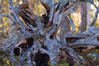 Birinin hayatını bükmek. Çam ağacının iddialı kökü