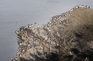 Barents Denizi 'nin batı kıyısındaki yaygın murre (baskın) ve kalın gagalı murralardan oluşan düzlemsel bir tarla. Novaya Zemlya Takımadası