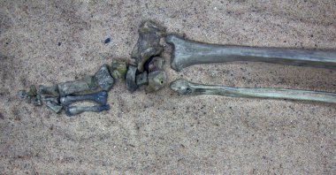 Orta çağ tarihi. İskelet (insan iskeleti, kaval kemiği ve bacağı ve ayağı) 10.-11. yüzyılda yaşamış genç bir savaşçı.