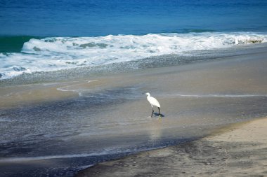 Tipik Hindistan kuşları, tipik biyop 13. Küçük balıkçıllar (Egretta garzetta)
