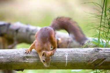 Kuru ağaçtaki kırmızı sincap sadece yerdeki bir şeyle ilgileniyor.