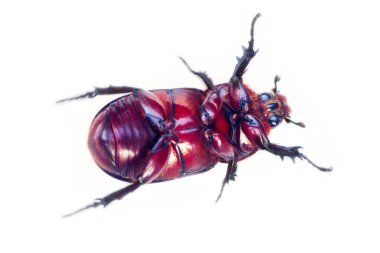 Beyaz bir arka planda sürünen gergedan böceği. Kerala. Hindistan