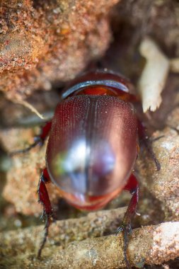 Gergedan böceği yer altına iniyor. Hindistan. Kerala