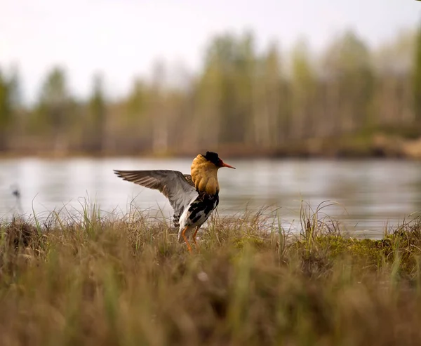 Gallant Cavalier Mating Behaviour Ruffs Philomachus Pugna Lek Males Colored — Stock Photo, Image