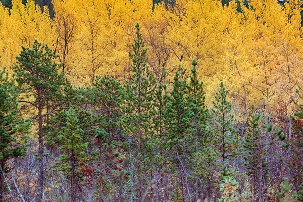 Otoño Suave Álamo Dorado Otoño Triste Belleza Otoño Royal Ricos —  Fotos de Stock