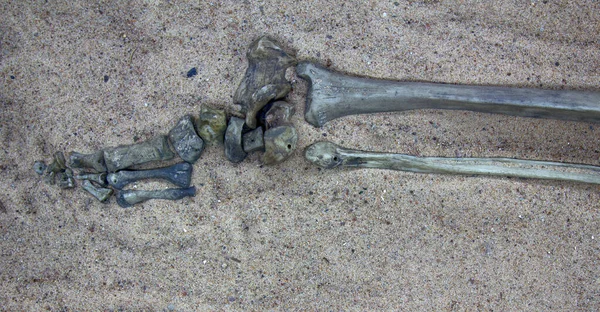 Orta çağ tarihi. İskelet (insan iskeleti, kaval kemiği ve bacağı ve ayağı) 10.-11. yüzyılda yaşamış genç bir savaşçı.