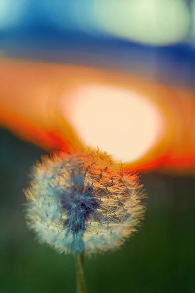 Dandelion Siluet Terhadap Matahari Terbenam Pesona Musim Panas Berudara Putih — Stok Foto