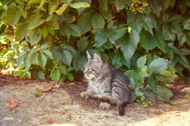 Dost hayvanlar, evcil hayvanlar. Sıradan kediler, gri kediler, vahşi boyalar, kedi kumu, sokak kedileri (vahşi üzümlerde), kediler