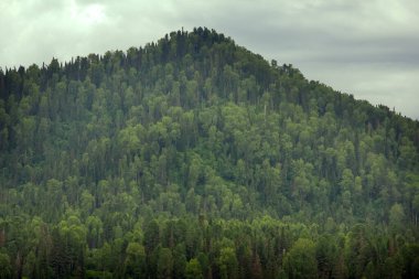 Green Mountain Ridge sahnesi. Altai dağ çayırı alçak kısım