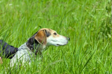 Kız giyimli köpek açık havada. Hostesle çim tarlalarında av köpeği.