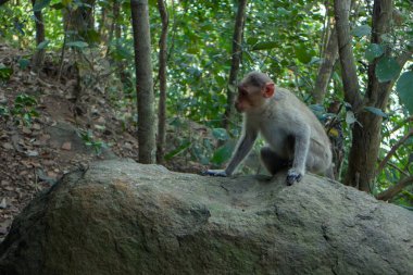 Kurak mevsimde Hint makak sürüsü. Genç erkekler aile gruplarından uzak duruyor