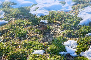 Bahar geldi! İlk kuşlar geldi ve erimiş parçalarla beslendiler. Chaffinch (Fringilla coelebs)