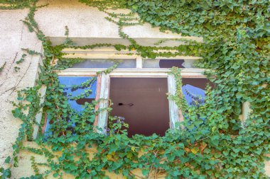 Doğa uzaya geri döndü. Evin penceresi orman bitkileriyle kaplanmış.