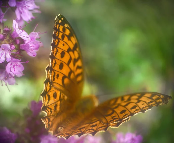 Orangefarbener Schmetterling Auf Sommerblumen Warmen Sommer Hintergrund Mit Einem Insekt — Stockfoto