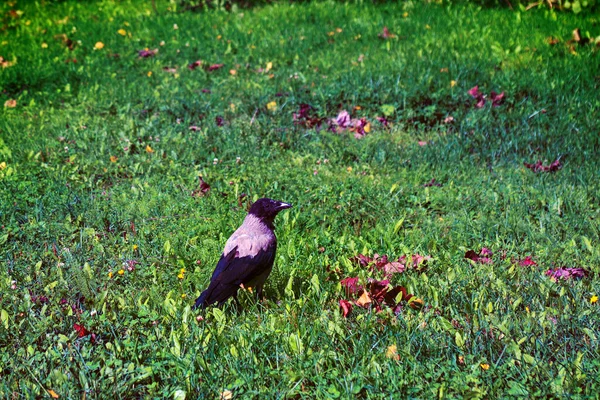 Specie Avanzate Animali Commensali Felpa Con Cappuccio Perfettamente Adattata All — Foto Stock