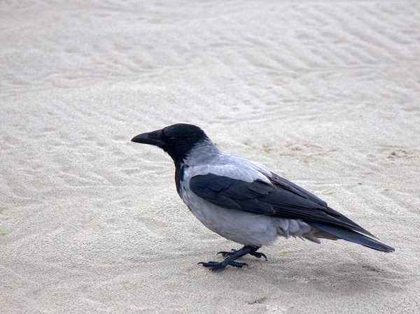 Γυμνό Κοράκι Στην Παραλία Crow Συγκεντρώνει Τρόφιμα Φιλοξενεί Στην Παραλία — Φωτογραφία Αρχείου