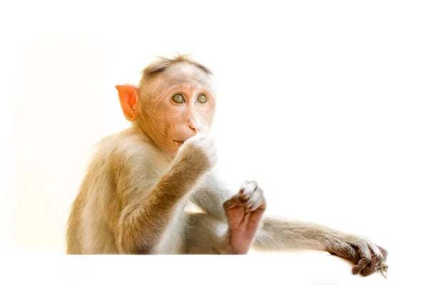 Індійські Макаки Лате Макака Радіата Примати Диких Тварин Білому Тлі — стокове фото