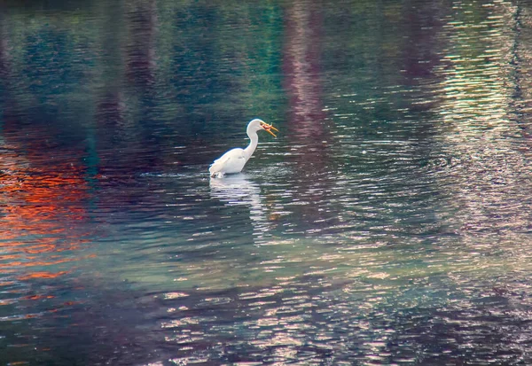 Nagy Fehér Egret Amerikai Tojás Egretta Alba Vadászat Kis Halak — Stock Fotó