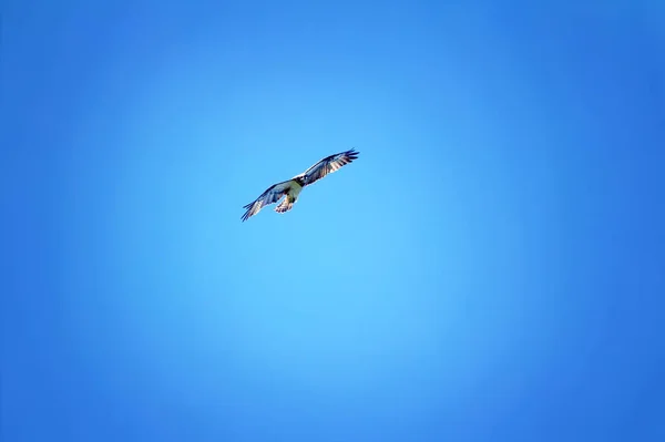 Silhouette Des Fliegenden Fischadlers Pandion Haliaetus Auf Blauem Himmel Hintergrund — Stockfoto
