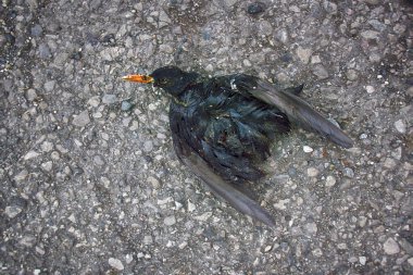 Ölü hayvanlar doğada çok çabuk yok edilir. Çimenlerde Starling 'in cesedi